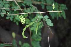 Ormocarpum cochinchinense